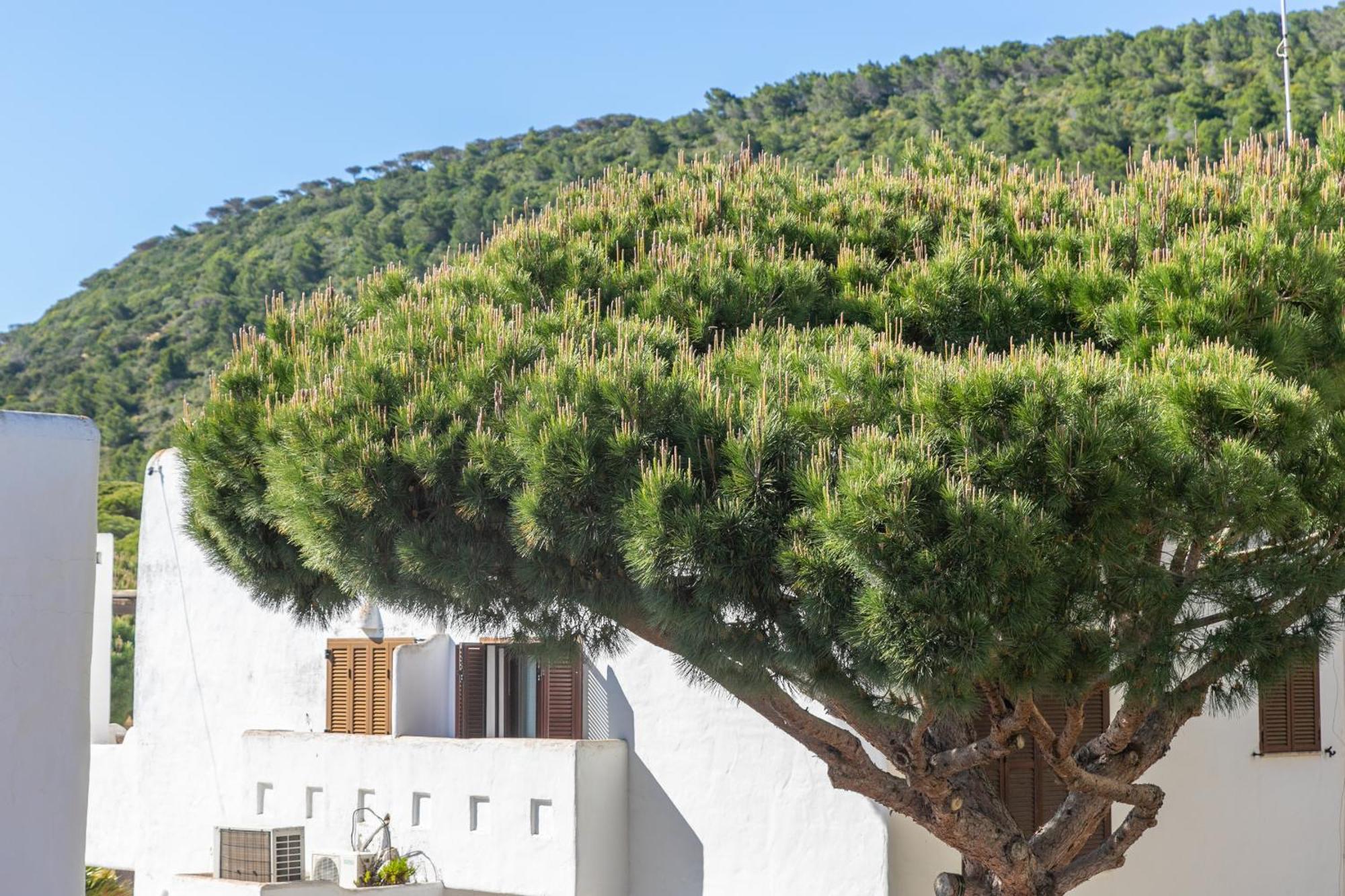 Adosado Nuevo Con Piscina, Playa, Garaje Y Jardin Los Canos De Meca Eksteriør billede